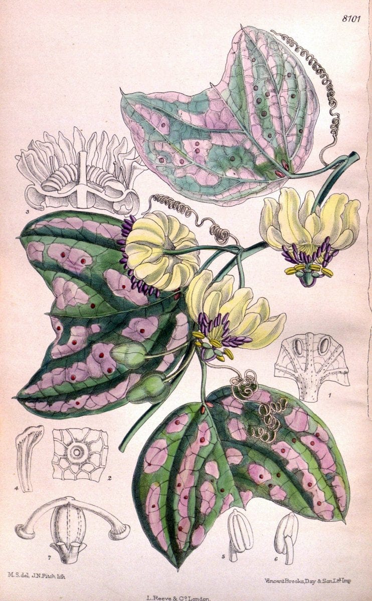 Curtis's botanical magazine. London ; New York [etc.] :Academic Press [etc.]. | "Botanical illustration" Botany Periodicals "Pictorial works" "Plants, Ornamental"  | Vintage Print Reproduction 451102
