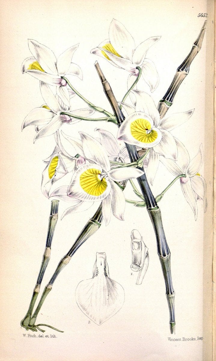 Curtis's botanical magazine. London ; New York [etc.] :Academic Press [etc.]. | "Botanical illustration" Botany Periodicals "Pictorial works" "Plants, Ornamental"  | Vintage Print Reproduction 451103