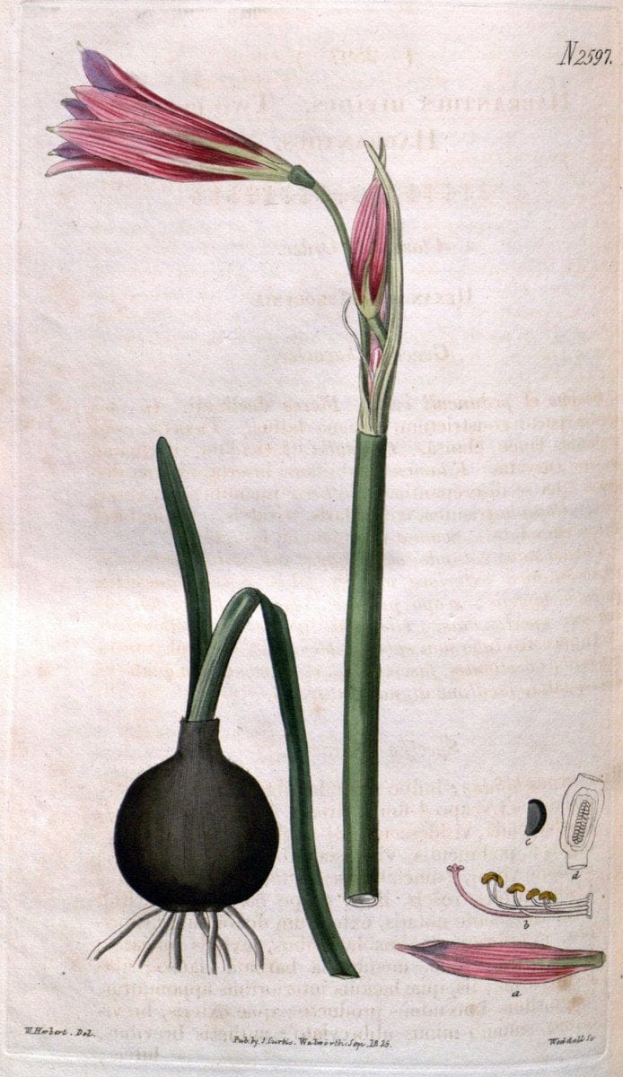 Curtis's botanical magazine. London ; New York [etc.] :Academic Press [etc.]. | "Botanical illustration" Botany Periodicals "Pictorial works" "Plants, Ornamental"  | Vintage Print Reproduction 451105