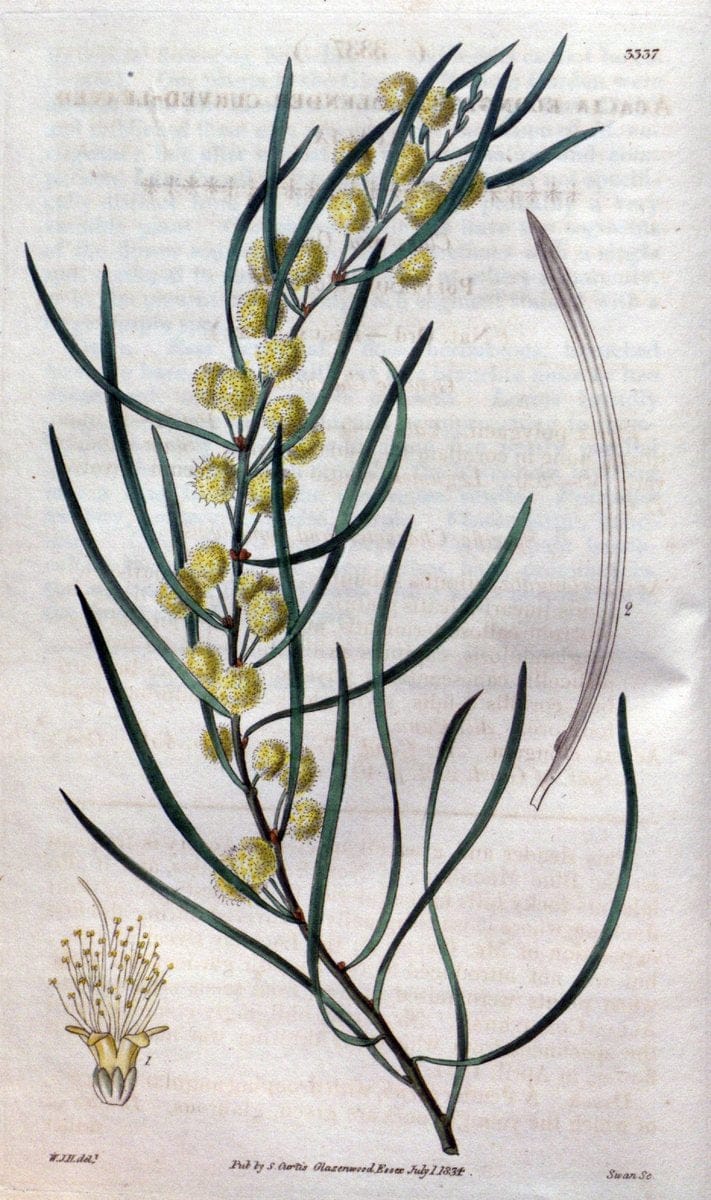 Curtis's botanical magazine..London ;New York [etc.] :Academic Press [etc.]. |  | Vintage Print Reproduction 451111