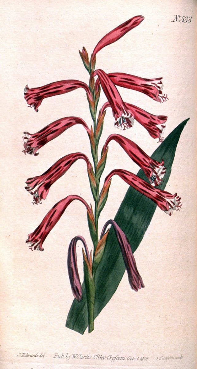Curtis's botanical magazine. London ;New York [etc.] :Academic Press [etc.]. | Botany Periodicals "Pictorial works"  | Vintage Print Reproduction 451112