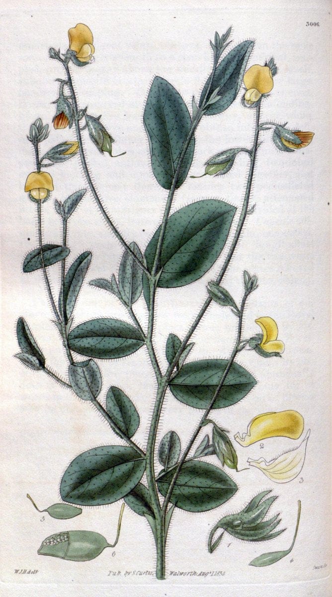 Curtis's botanical magazine. London ;New York [etc.] :Academic Press [etc.]. | Botany Periodicals "Pictorial works"  | Vintage Print Reproduction 451113
