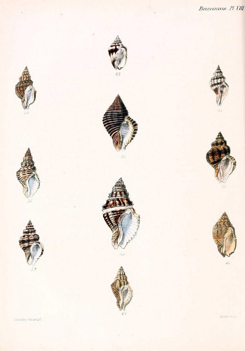 Conchologia iconica, or, Illustrations of the shells of molluscous animals /.London :Reeve, Brothers,1843-1878.. |  | Vintage Print Reproduction 451119