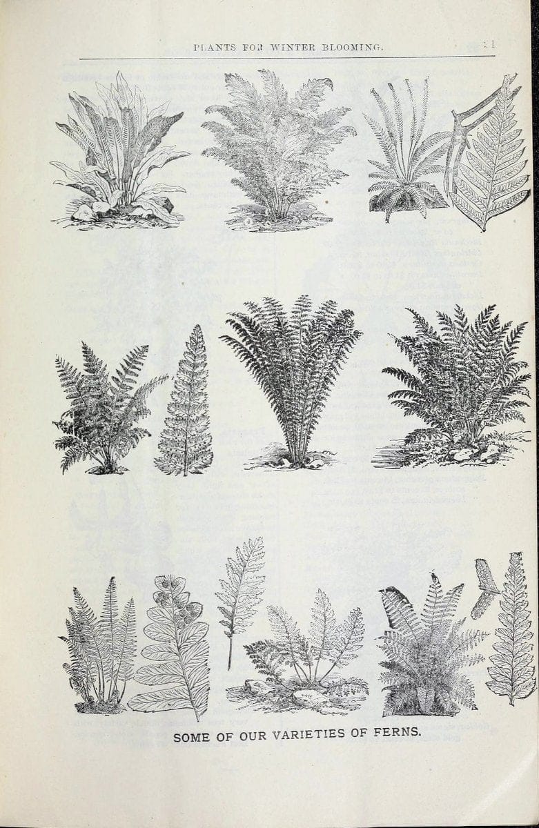 Dragable Image