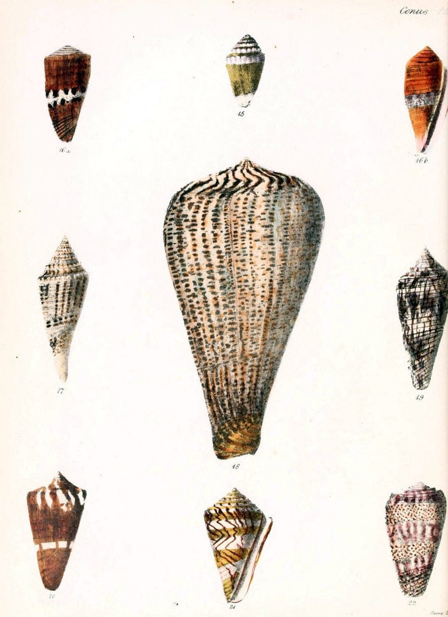Conchologia iconica, or, Illustrations of the shells of molluscous animals. v.1London :Reeve, Brothers,1843-1878. |  | Vintage Print Reproduction 451126