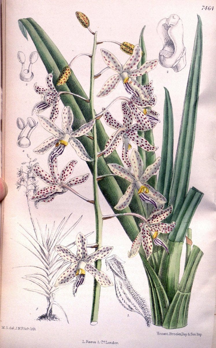 Curtis's botanical magazine. London ; New York [etc.] :Academic Press [etc.]. | "Botanical illustration" Botany Periodicals "Pictorial works" "Plants, Ornamental"  | Vintage Print Reproduction 451128