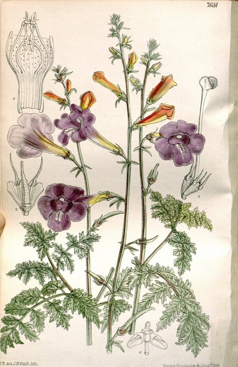 Curtis's botanical magazine. London ; New York [etc.] :Academic Press [etc.]. | "Botanical illustration" Botany Periodicals "Pictorial works" "Plants, Ornamental"  | Vintage Print Reproduction 451129