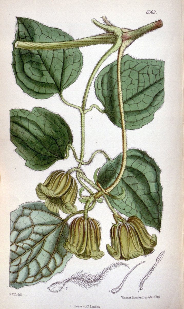 Curtis's botanical magazine. London ; New York [etc.] :Academic Press [etc.]. | "Botanical illustration" Botany Periodicals "Pictorial works" "Plants, Ornamental"  | Vintage Print Reproduction 451132