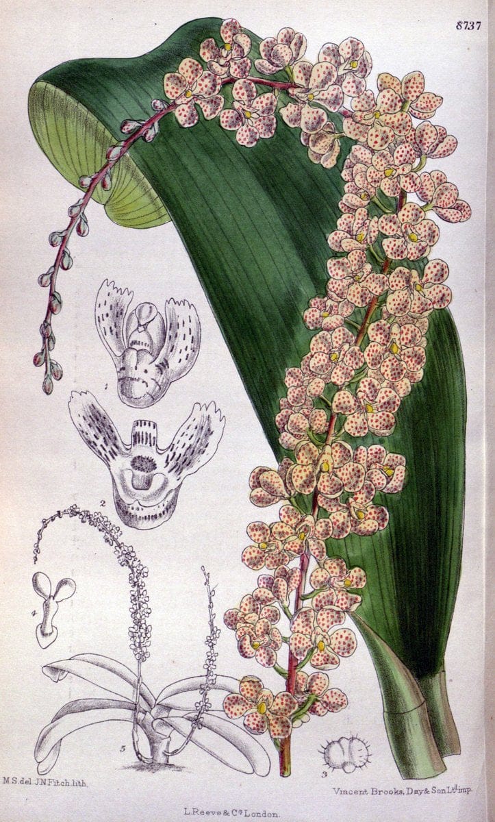 Curtis's botanical magazine. London ; New York [etc.] :Academic Press [etc.]. | "Botanical illustration" Botany Periodicals "Pictorial works" "Plants, Ornamental"  | Vintage Print Reproduction 451133