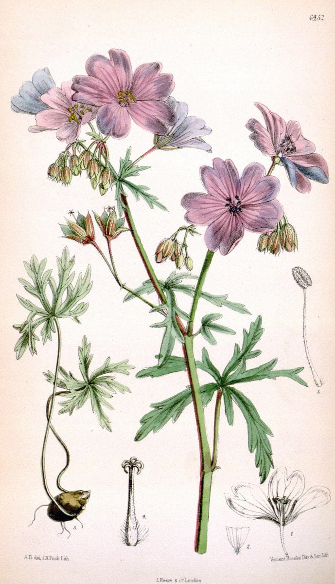 Curtis's botanical magazine. London ; New York [etc.] :Academic Press [etc.]. | "Botanical illustration" Botany Periodicals "Pictorial works" "Plants, Ornamental"  | Vintage Print Reproduction 451134