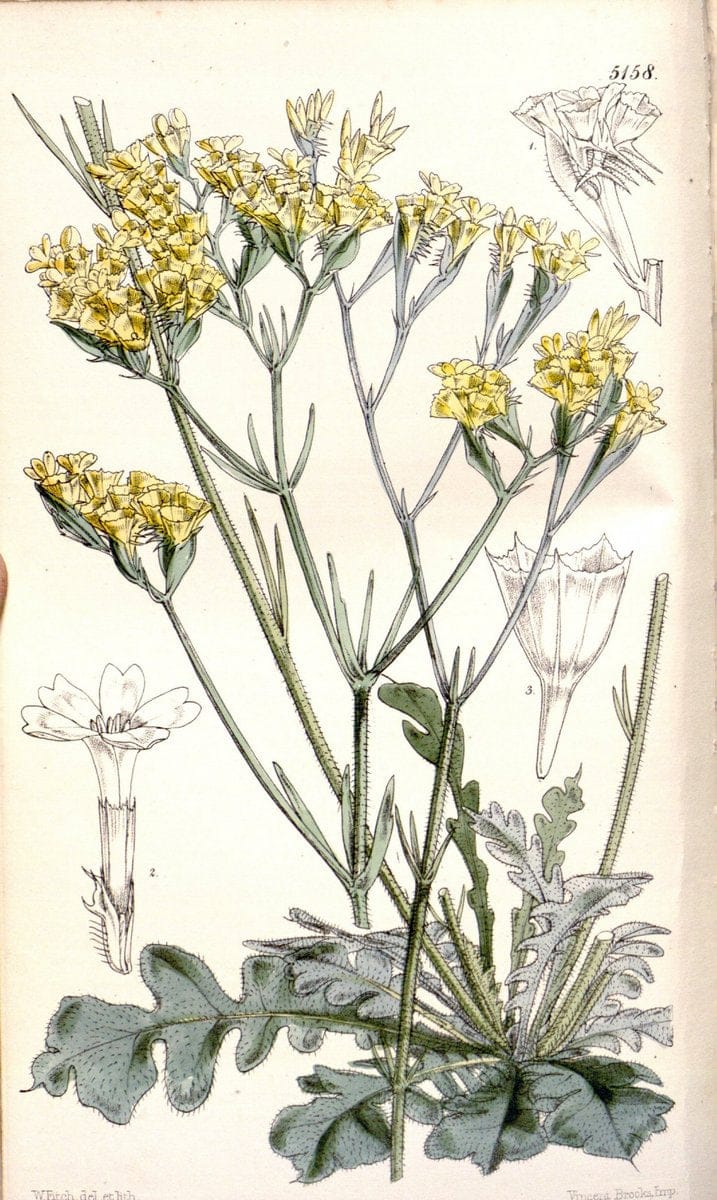 Curtis's botanical magazine. London ;New York [etc.] :Academic Press [etc.]. | Botany Periodicals "Pictorial works"  | Vintage Print Reproduction 451137