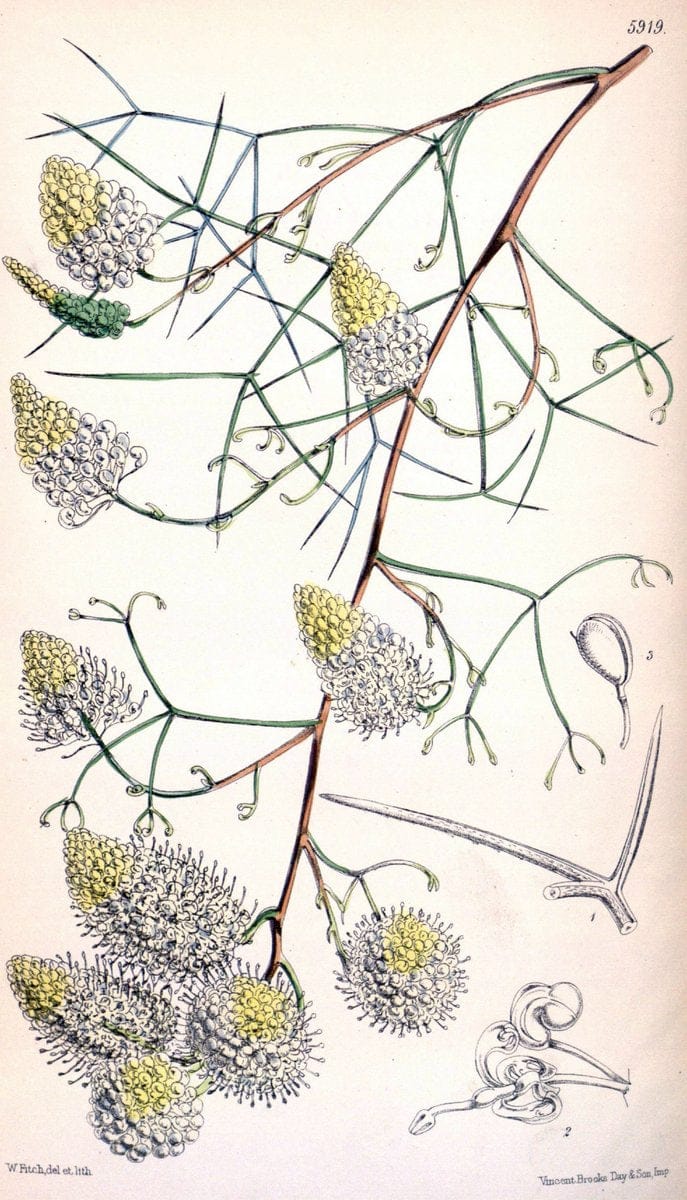Curtis's botanical magazine. London ;New York [etc.] :Academic Press [etc.]. | Botany Periodicals "Pictorial works"  | Vintage Print Reproduction 451139