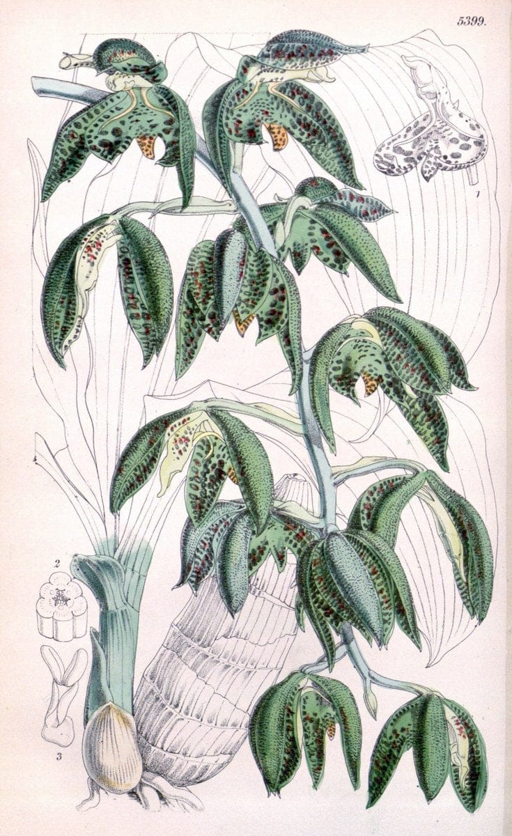 Curtis's botanical magazine. London ;New York [etc.] :Academic Press [etc.]. | Botany Periodicals "Pictorial works"  | Vintage Print Reproduction 451140