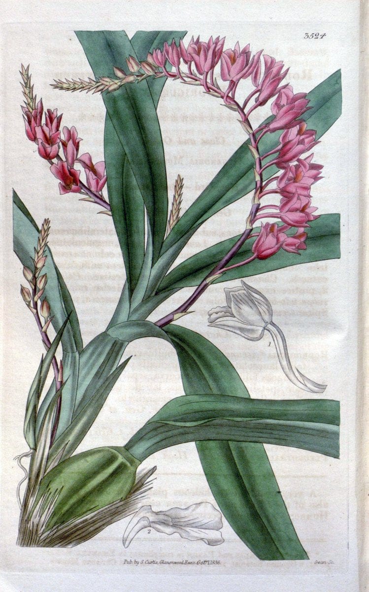 Curtis's botanical magazine. London ;New York [etc.] :Academic Press [etc.]. | Botany Periodicals "Pictorial works"  | Vintage Print Reproduction 451142