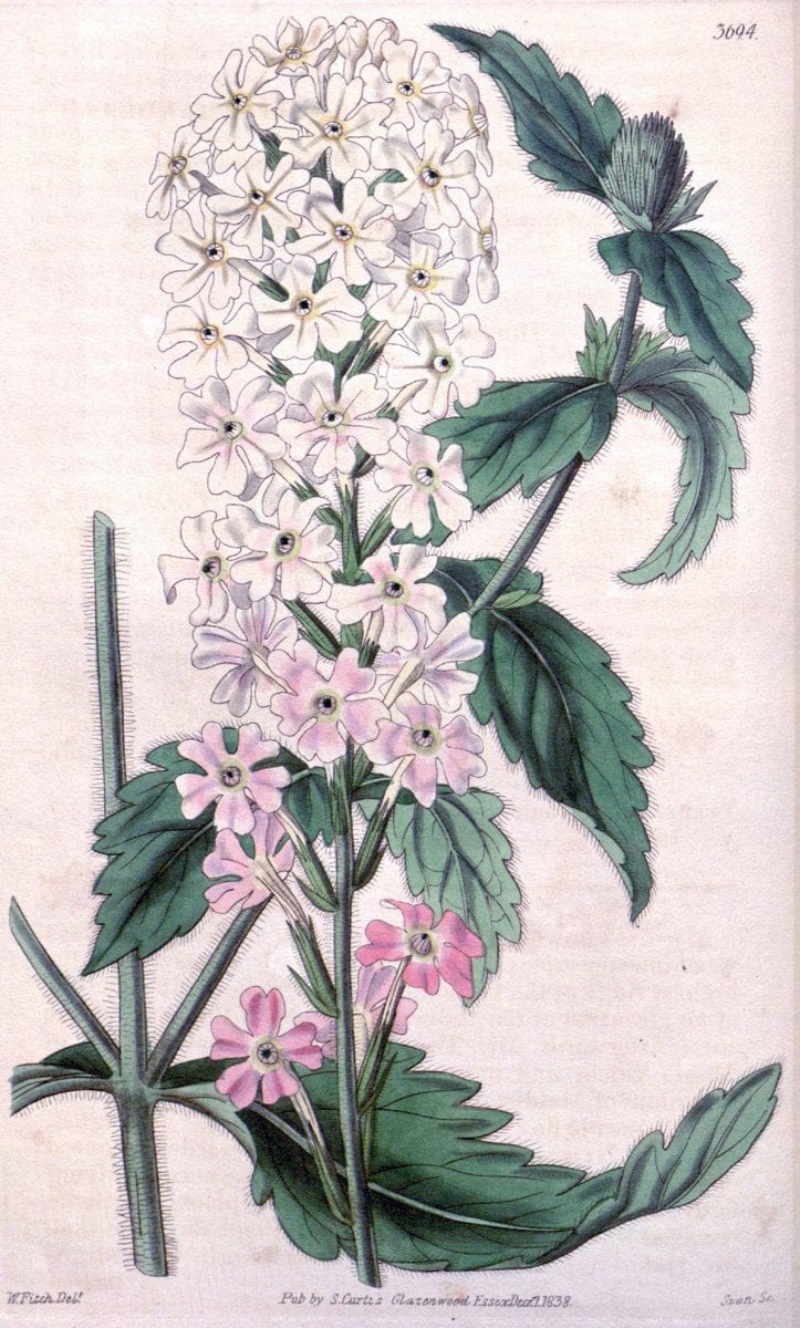 Curtis's botanical magazine. London ;New York [etc.] :Academic Press [etc.]. | Botany Periodicals "Pictorial works"  | Vintage Print Reproduction 451143
