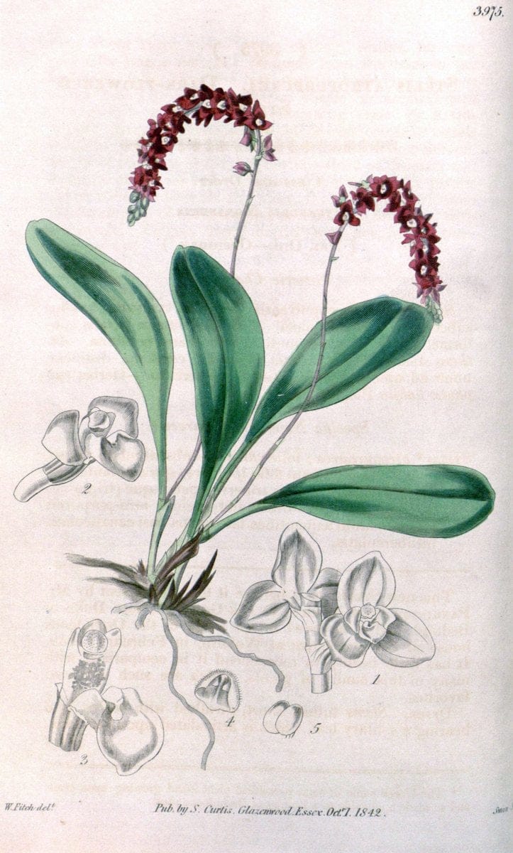 Curtis's botanical magazine. London ; New York [etc.] :Academic Press [etc.]. | "Botanical illustration" Botany Periodicals "Pictorial works" "Plants, Ornamental"  | Vintage Print Reproduction 451146