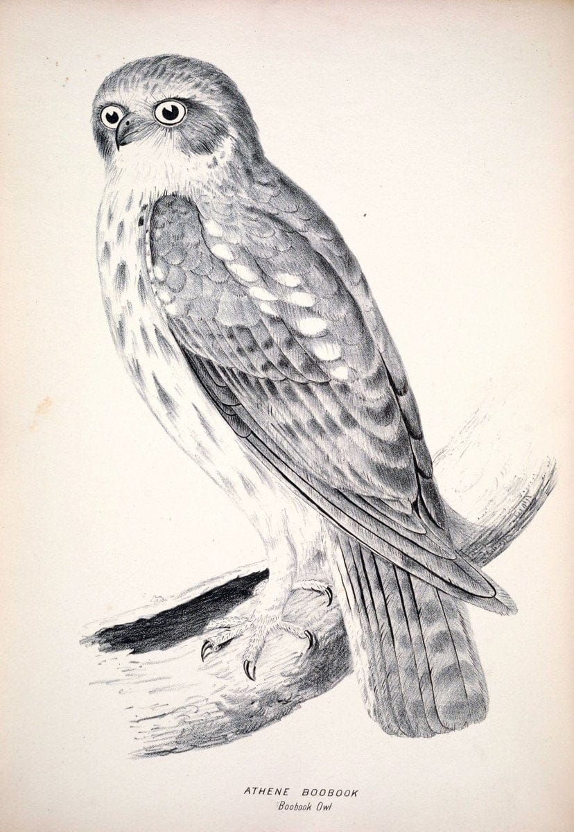 Companion to Gould's Handbook; or, Synopsis of the birds of Australia. Brisbane,Thorne & Greenwell,1877.  | Australia Birds | Vintage Print Reproduction 451149