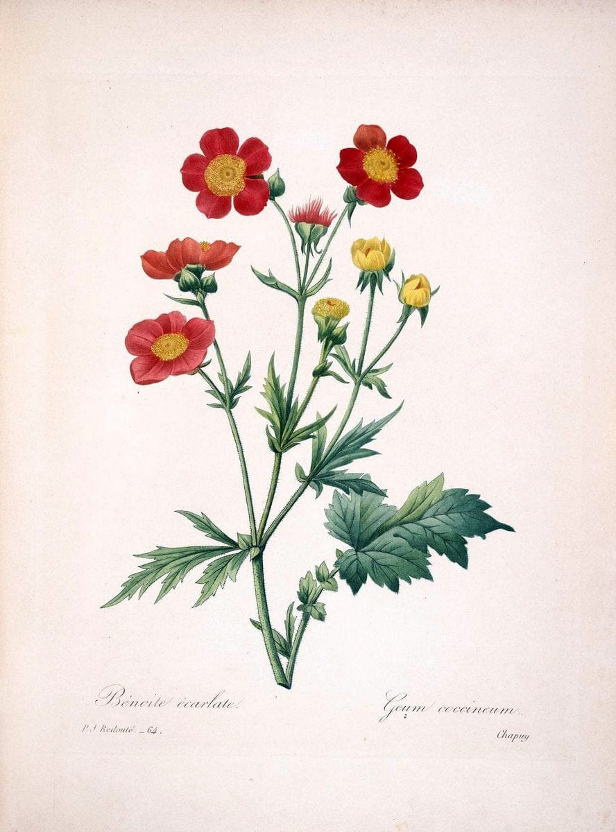 Choix des plus belles fleurs :.Paris :Ernest Panckoucke,[1833].  | 1833 Botany France Icones "Pictorial works"  | Vintage Print Reproduction 451152