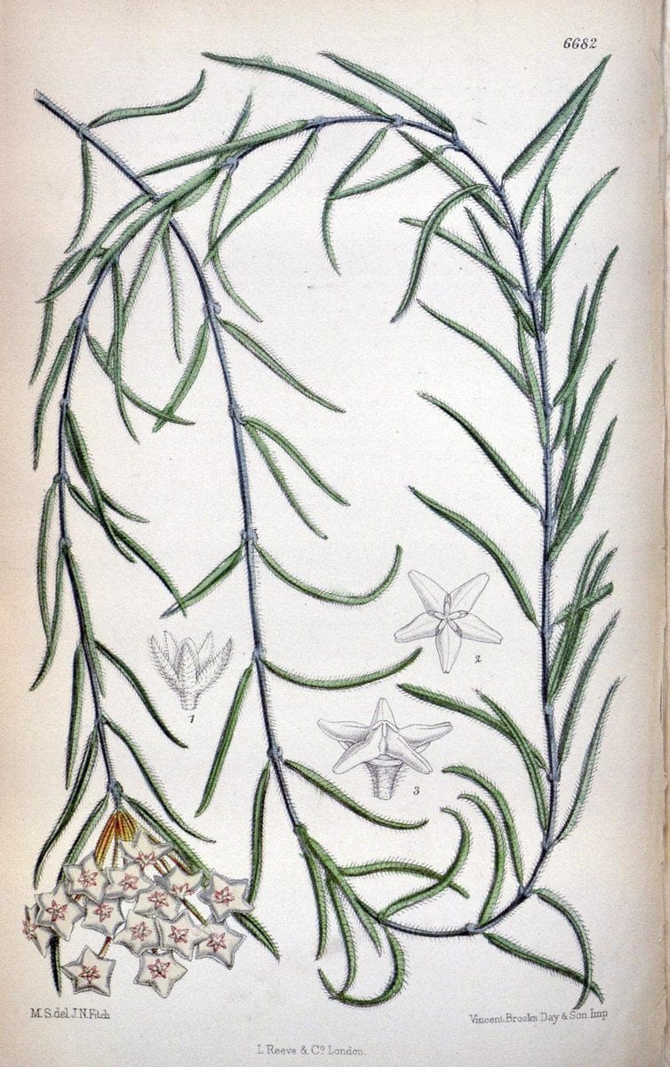Curtis's botanical magazine. London ; New York [etc.] :Academic Press [etc.]. | "Botanical illustration" Botany Periodicals "Pictorial works" "Plants, Ornamental"  | Vintage Print Reproduction 451158