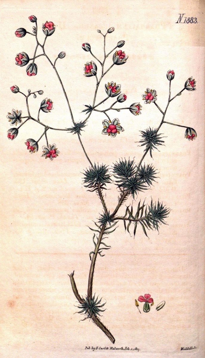 Curtis's botanical magazine. London ; New York [etc.] :Academic Press [etc.]. | "Botanical illustration" Botany Periodicals "Pictorial works" "Plants, Ornamental"  | Vintage Print Reproduction 451159