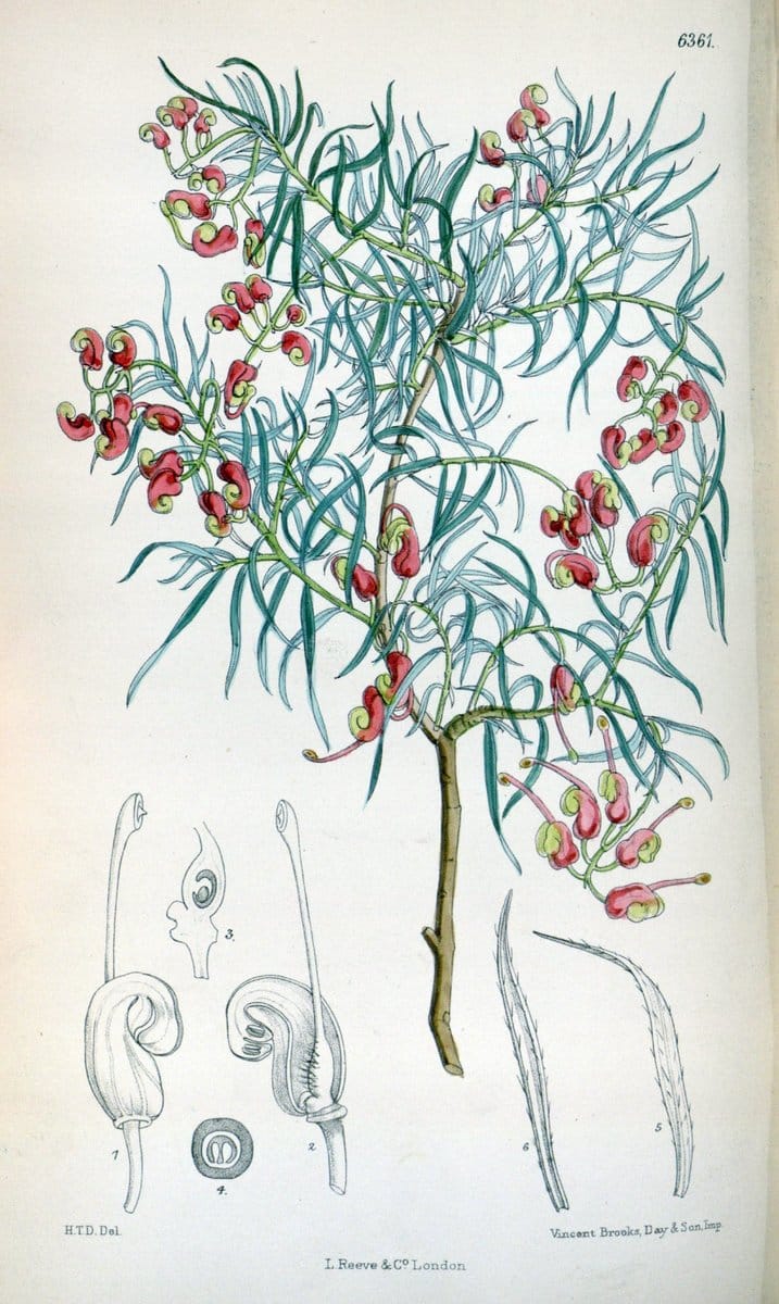 Curtis's botanical magazine. London ; New York [etc.] :Academic Press [etc.]. | "Botanical illustration" Botany Periodicals "Pictorial works" "Plants, Ornamental"  | Vintage Print Reproduction 451160