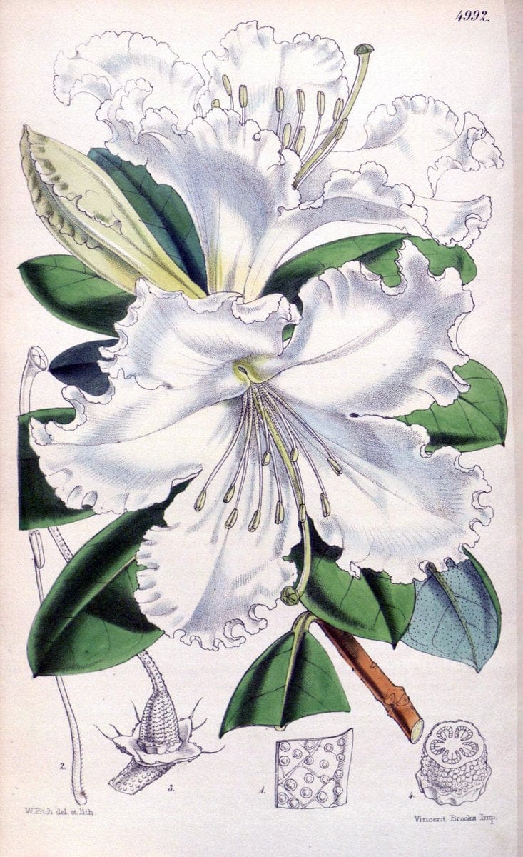 Curtis's botanical magazine. London ; New York [etc.] :Academic Press [etc.]. | "Botanical illustration" Botany Periodicals "Pictorial works" "Plants, Ornamental"  | Vintage Print Reproduction 451163