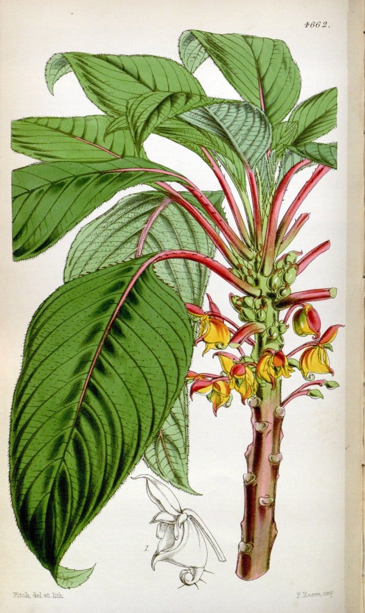 Curtis's botanical magazine. London ; New York [etc.] :Academic Press [etc.]. | "Botanical illustration" Botany Periodicals "Pictorial works" "Plants, Ornamental"  | Vintage Print Reproduction 451165