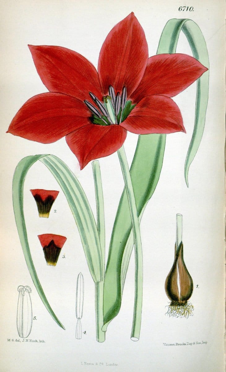 Curtis's botanical magazine. London ; New York [etc.] :Academic Press [etc.]. | "Botanical illustration" Botany Periodicals "Pictorial works" "Plants, Ornamental"  | Vintage Print Reproduction 451167