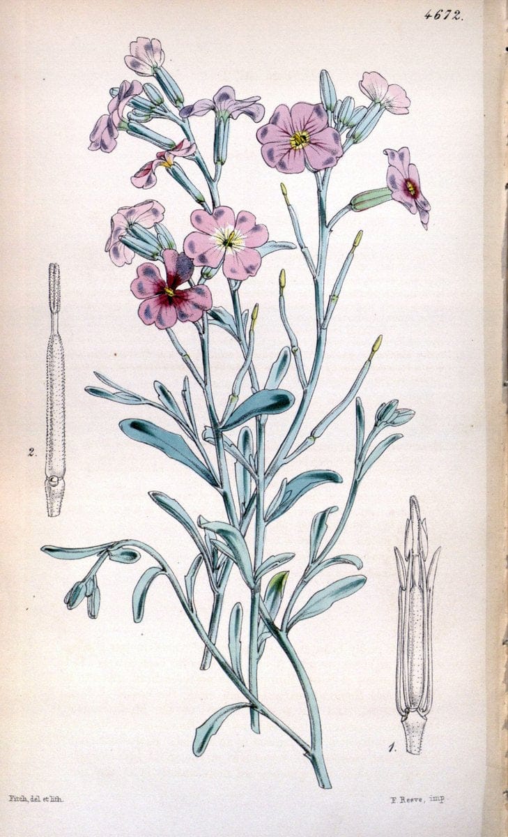 Curtis's botanical magazine. London ; New York [etc.] :Academic Press [etc.]. | "Botanical illustration" Botany Periodicals "Pictorial works" "Plants, Ornamental"  | Vintage Print Reproduction 451168