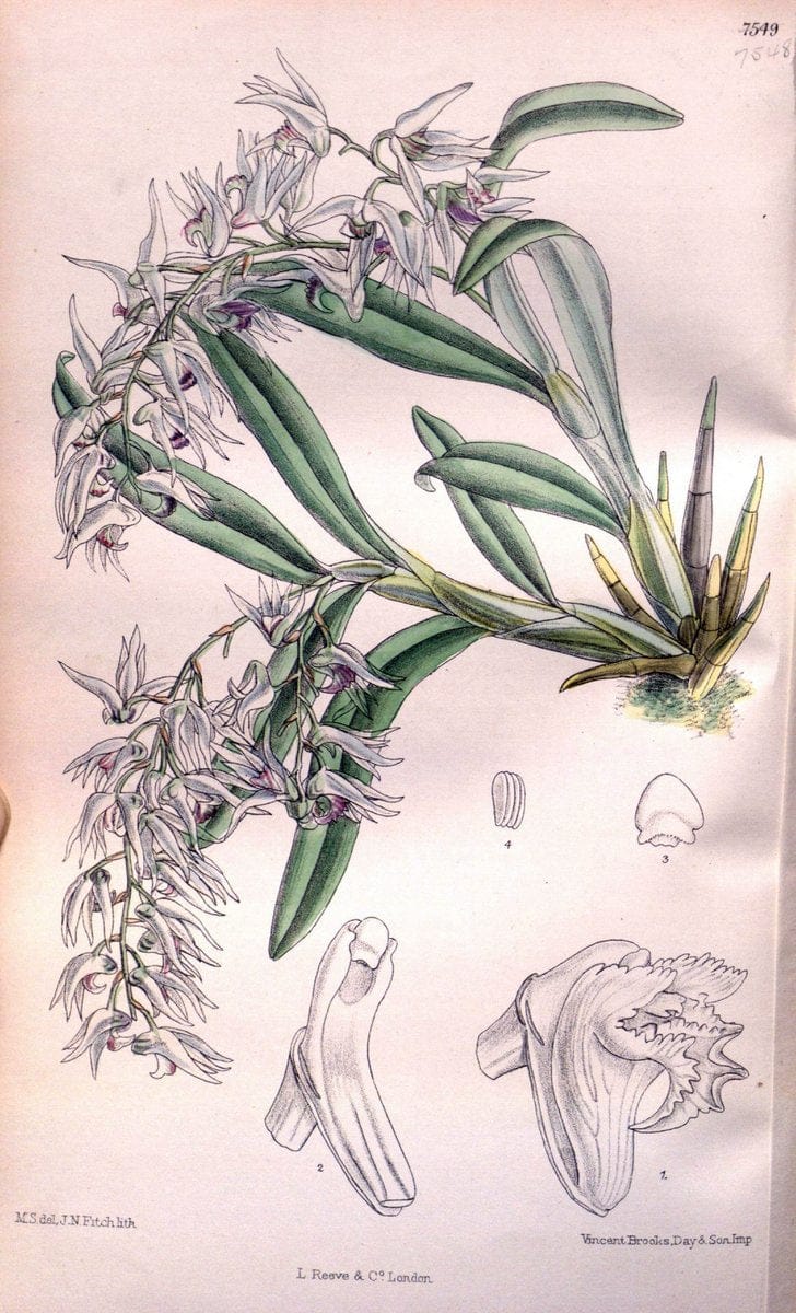 Curtis's botanical magazine. London ; New York [etc.] :Academic Press [etc.]. | "Botanical illustration" Botany Periodicals "Pictorial works" "Plants, Ornamental"  | Vintage Print Reproduction 451169