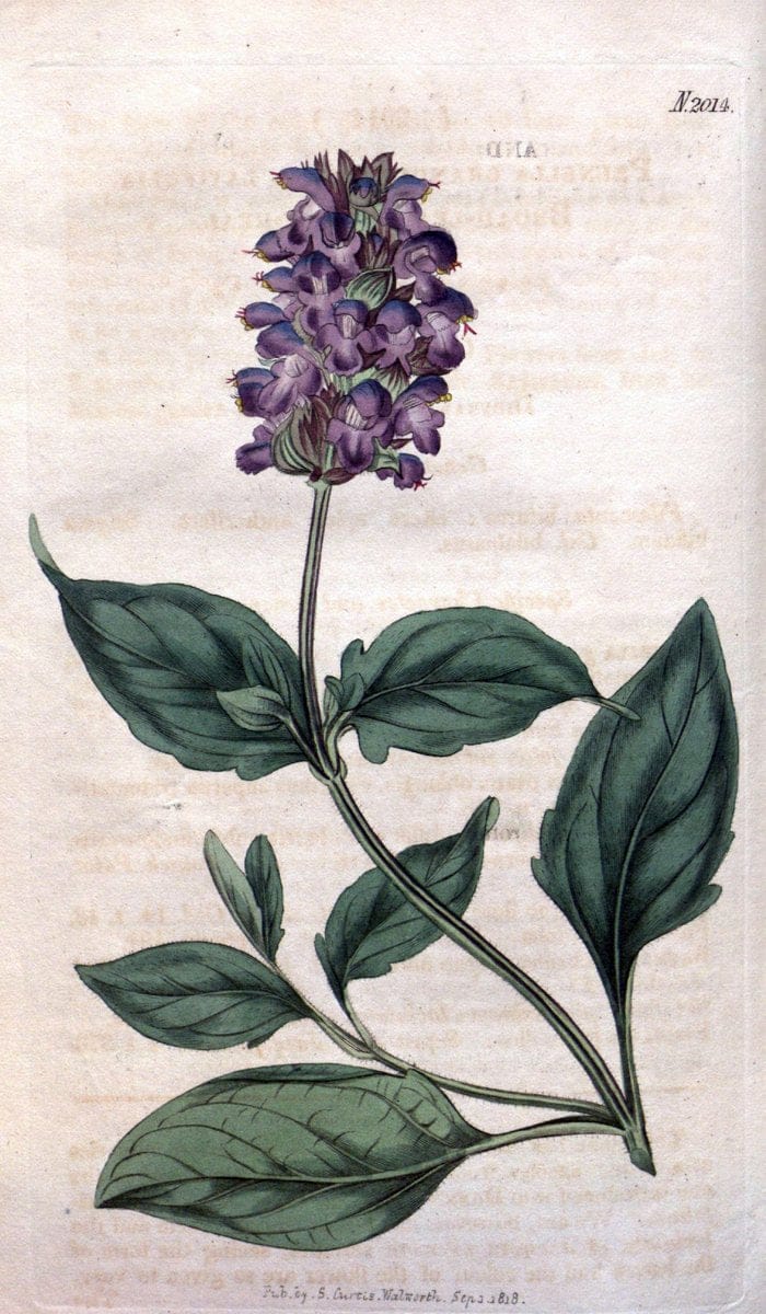 Curtis's botanical magazine. London ; New York [etc.] :Academic Press [etc.]. | "Botanical illustration" Botany Periodicals "Pictorial works" "Plants, Ornamental"  | Vintage Print Reproduction 451171