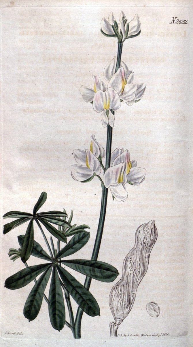 Curtis's botanical magazine. London ; New York [etc.] :Academic Press [etc.]. | "Botanical illustration" Botany Periodicals "Pictorial works" "Plants, Ornamental"  | Vintage Print Reproduction 451172