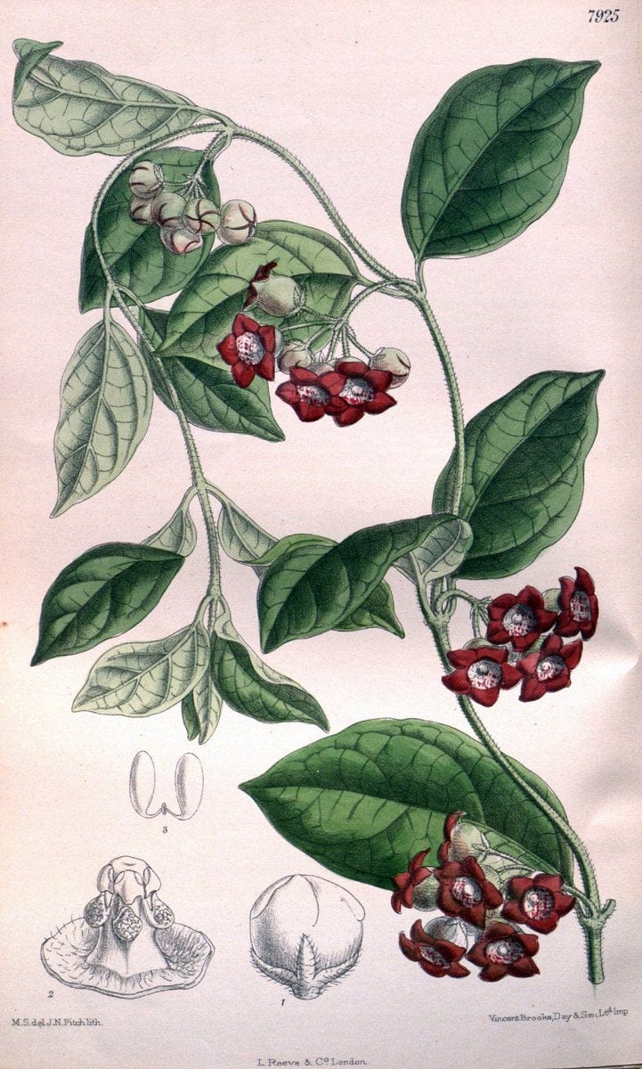 Curtis's botanical magazine. London ; New York [etc.] :Academic Press [etc.]. | "Botanical illustration" Botany Periodicals "Pictorial works" "Plants, Ornamental"  | Vintage Print Reproduction 451175