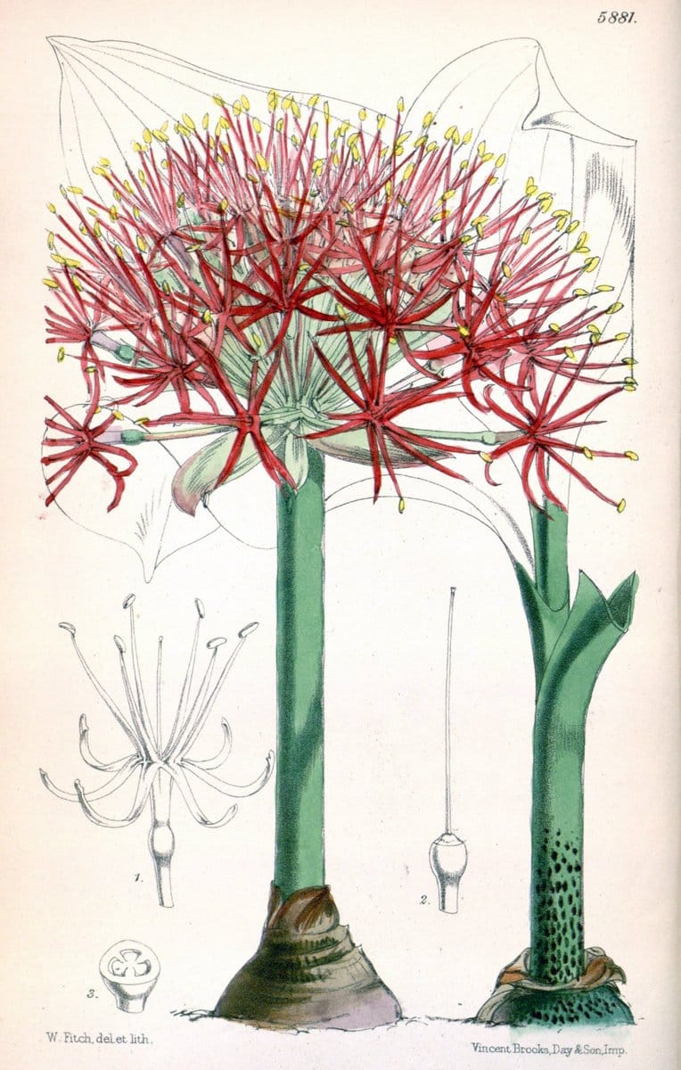 Curtis's botanical magazine..London ;New York [etc.] :Academic Press [etc.]. |  | Vintage Print Reproduction 451177