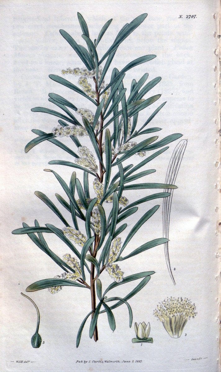 Curtis's botanical magazine..London ;New York [etc.] :Academic Press [etc.]. |  | Vintage Print Reproduction 451179