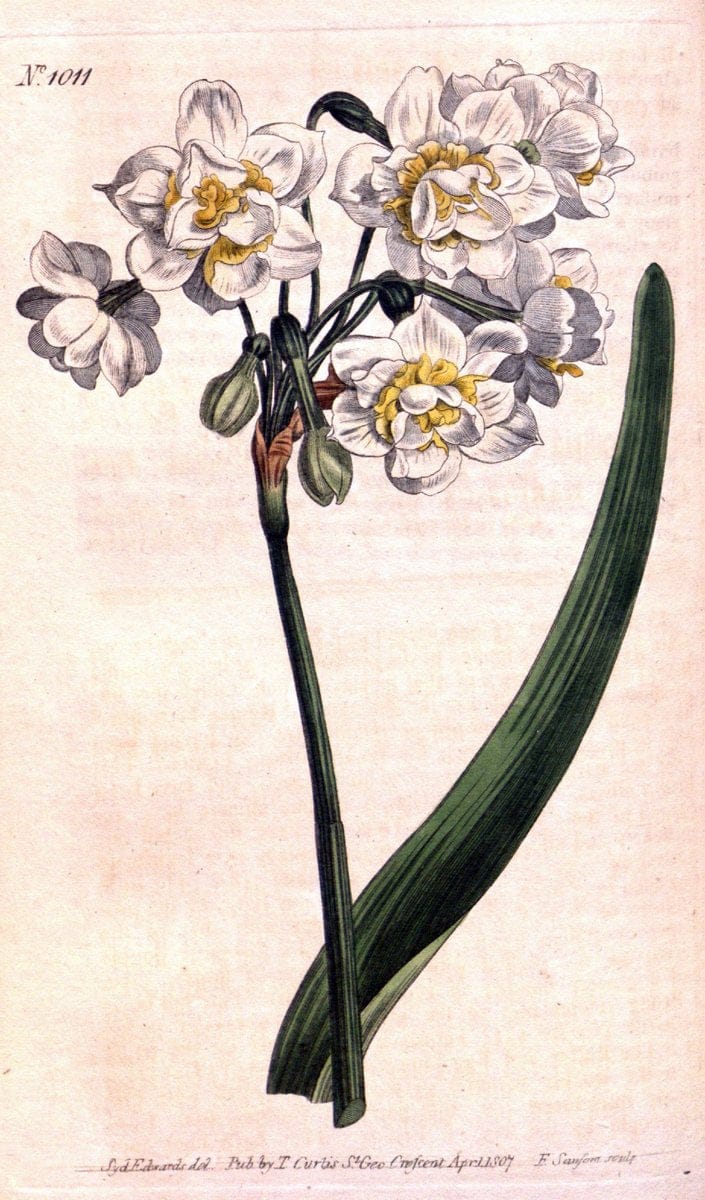 Curtis's botanical magazine. London ;New York [etc.] :Academic Press [etc.]. | Botany Periodicals "Pictorial works"  | Vintage Print Reproduction 451180