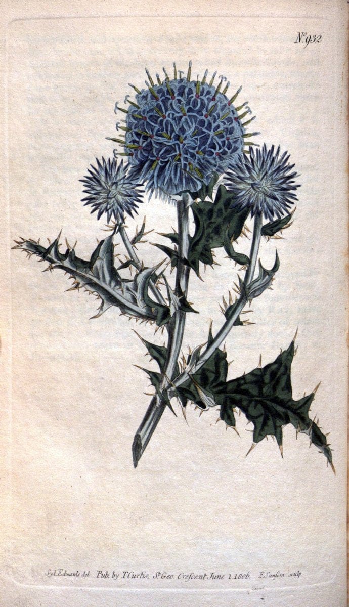 Curtis's botanical magazine. London ;New York [etc.] :Academic Press [etc.]. | Botany Periodicals "Pictorial works"  | Vintage Print Reproduction 451181