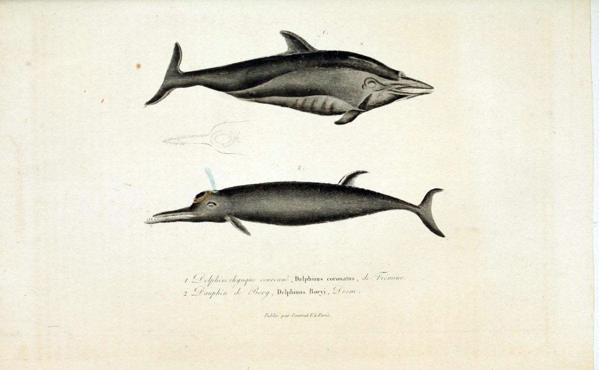 ComplÃ©ments de Buffon. t.1.Paris:P. Pourrat FrÃ¨res,1838. |  | Vintage Print Reproduction 451186
