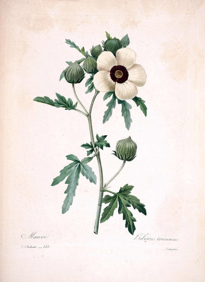 Choix des plus belles fleurs :.Paris:Ernest Panckoucke,[1833].. |  | Vintage Print Reproduction 451188