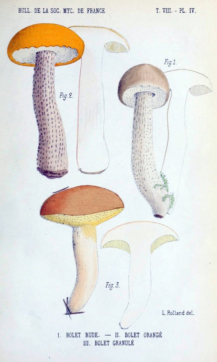 Bulletin de la SociÃ©tÃ© mycologique de France.Epinal :La SociÃ©tÃ©,1885-1903.  | France Fungi Mycology Periodicals | Vintage Print Reproduction 451189