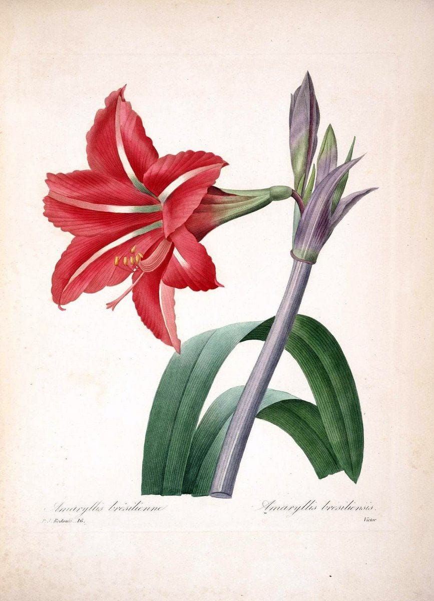 Choix des plus belles fleurs :.Paris :Ernest Panckoucke,[1833].  | 1833 Botany France Icones "Pictorial works"  | Vintage Print Reproduction 451190
