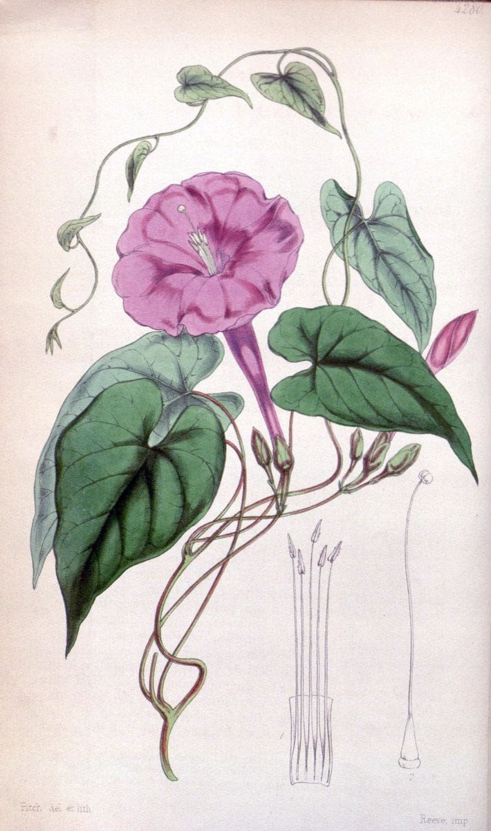 Curtis's botanical magazine. London ; New York [etc.] :Academic Press [etc.]. | "Botanical illustration" Botany Periodicals "Pictorial works" "Plants, Ornamental"  | Vintage Print Reproduction 451191