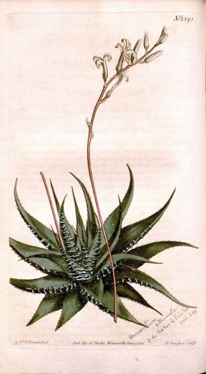 Curtis's botanical magazine. London ; New York [etc.] :Academic Press [etc.]. | "Botanical illustration" Botany Periodicals "Pictorial works" "Plants, Ornamental"  | Vintage Print Reproduction 451192