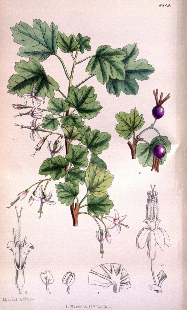 Curtis's botanical magazine. London ; New York [etc.] :Academic Press [etc.]. | "Botanical illustration" Botany Periodicals "Pictorial works" "Plants, Ornamental"  | Vintage Print Reproduction 451194