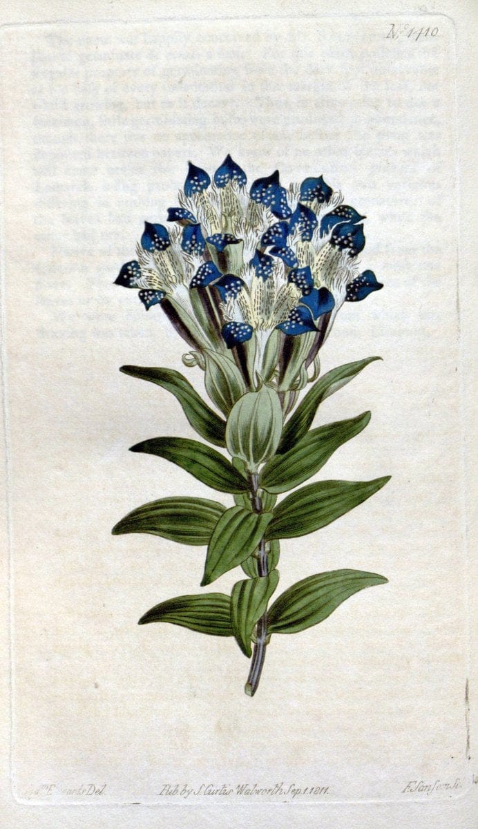 Curtis's botanical magazine. London ; New York [etc.] :Academic Press [etc.]. | "Botanical illustration" Botany Periodicals "Pictorial works" "Plants, Ornamental"  | Vintage Print Reproduction 451196