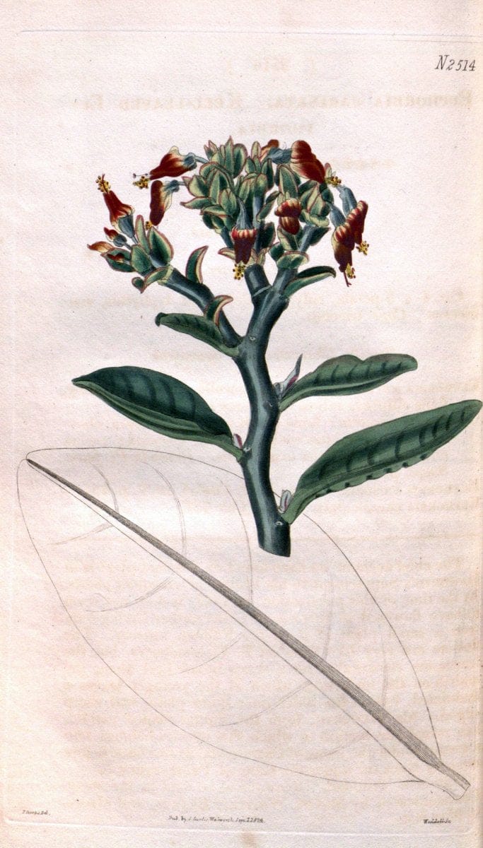 Curtis's botanical magazine. London ; New York [etc.] :Academic Press [etc.]. | "Botanical illustration" Botany Periodicals "Pictorial works" "Plants, Ornamental"  | Vintage Print Reproduction 451202