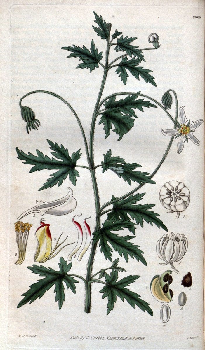 Curtis's botanical magazine. London ; New York [etc.] :Academic Press [etc.]. | "Botanical illustration" Botany Periodicals "Pictorial works" "Plants, Ornamental"  | Vintage Print Reproduction 451203