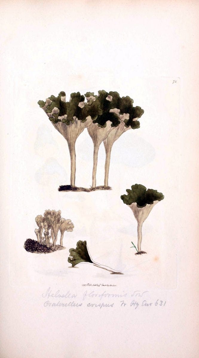 Coloured figures of English fungi or mushrooms. London,Printed by J. Davis,1797-[1809]. | England Mushrooms  | Vintage Print Reproduction 451207