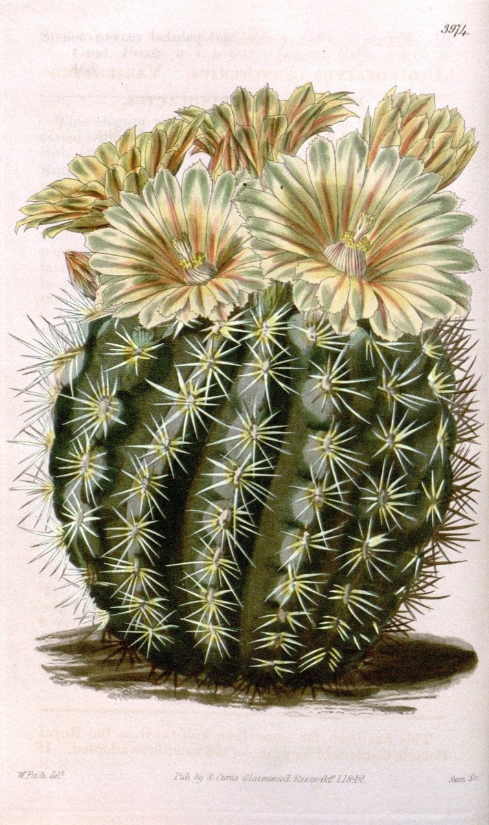 Curtis's botanical magazine. London ; New York [etc.] :Academic Press [etc.]. | "Botanical illustration" Botany Periodicals "Pictorial works" "Plants, Ornamental"  | Vintage Print Reproduction 451208