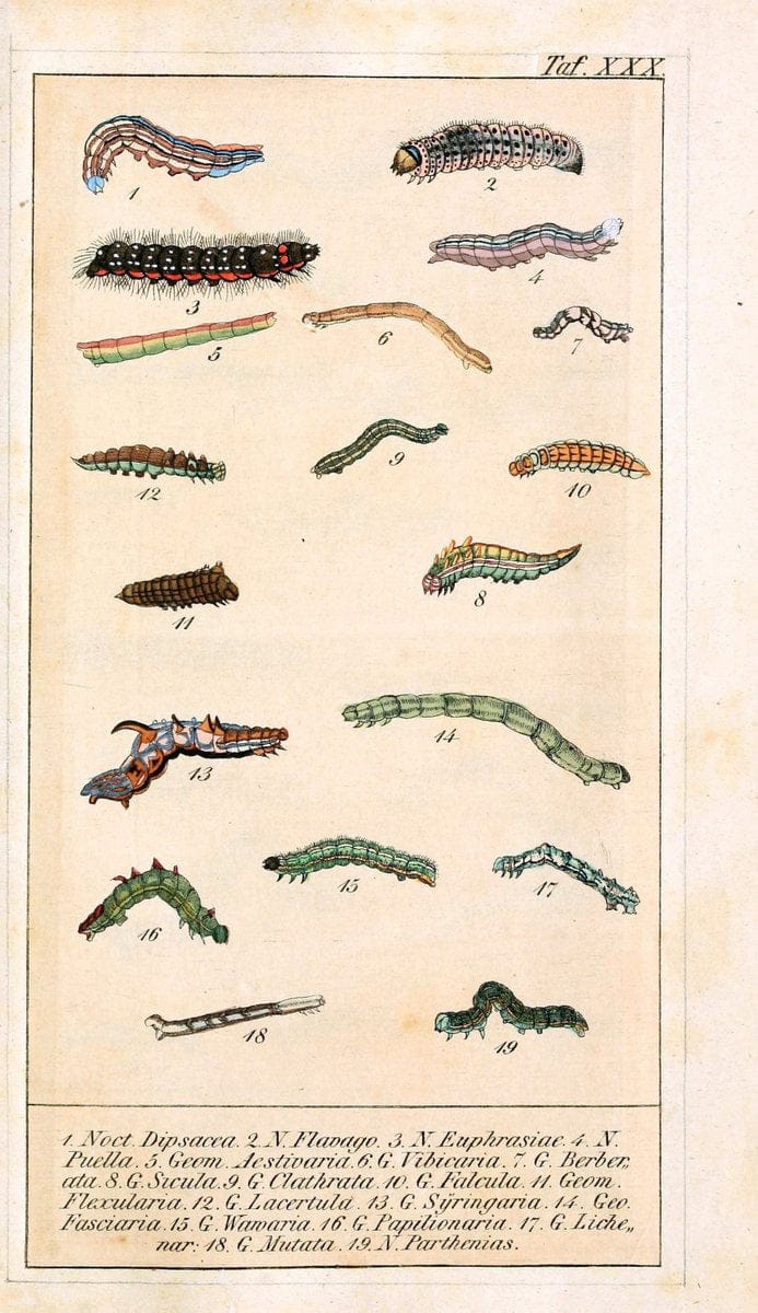 Chronologischer Raupenkalender, oder, Naturgeschichte der europÃ¤ischen RaupenBerlin :Im Verlage von Theodor Bade,1837. |  | Vintage Print Reproduction 451209